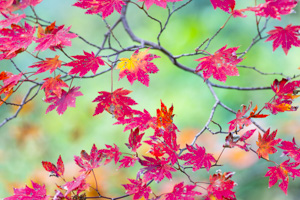 autumn-2