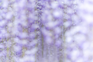 flower-17