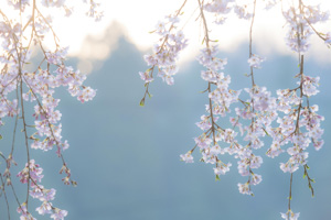 sakura-12