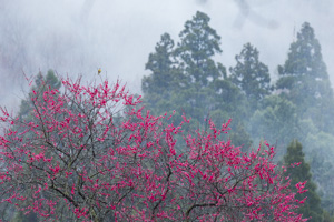 top of tree