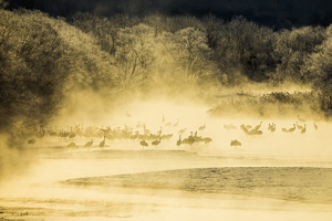 Swan 1sec