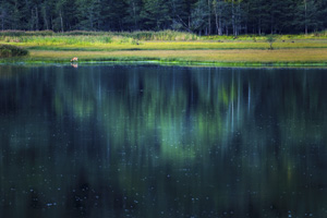 lake and deer