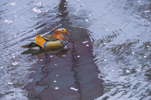 Mandarin duck